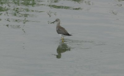 SandP Lesser Yellowlegs h.JPG