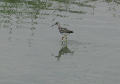 SandP Lesser Yellowlegs i.JPG