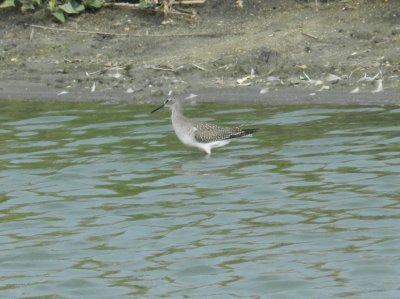 SandP Lesser Yellowlegs k.JPG