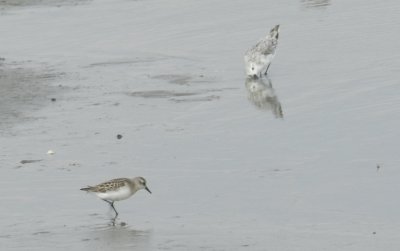 SandP White Rumped and Sanderling craney Is. 081912 c.JPG