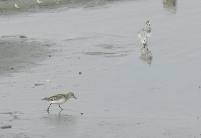 SandP White Rumped and Sanderling craney Is. 081912.JPG