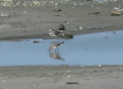 SandP White Rumped Craney Is 081912 e.JPG