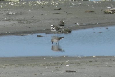 SandP White Rumped craney Is. 081912 b.JPG