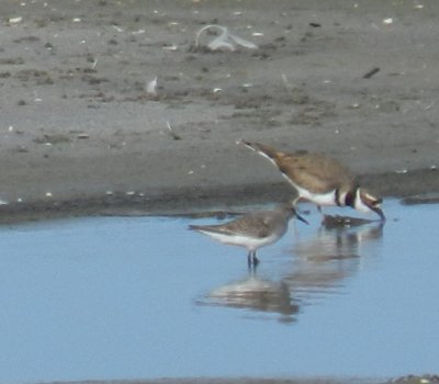 SandP White Rumped craney Is. 081912 d.JPG