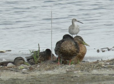 SandP Willet W. Craney Is 081912 a.JPG