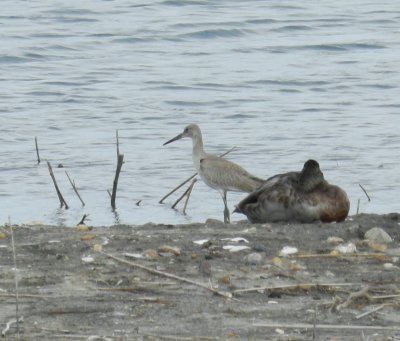 SandP Willet W. Craney Is 081912 b.JPG