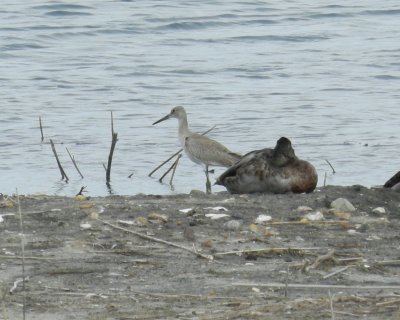 SandP Willet W. Craney Is 081912 c.JPG