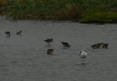 SandP. Dowitchers Craney Is 081912 a.JPG