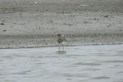 SandP. Pectoral Craney Is 081908 a.JPG