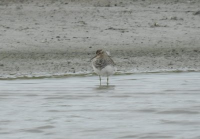 SandP. Pectoral Craney Is 081908 b.JPG