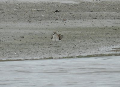 SandP. Pectoral Craney Is 081908 c.JPG