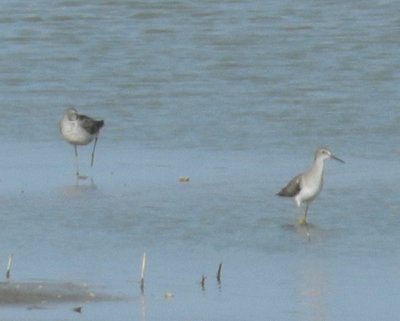 SandP. Stilt and Lsr Yellow legs a.JPG