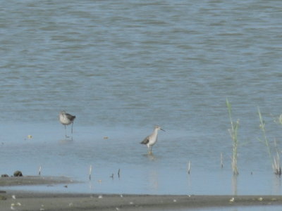 SandP. Stilt and Lsr Yellow legs b.JPG