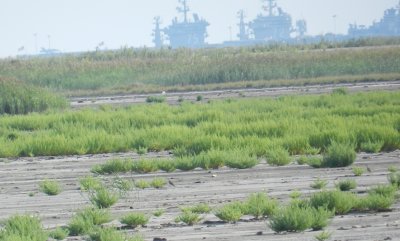 SandP. Upland Craney Is 081908 .JPG