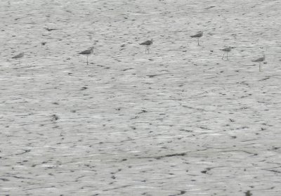 SandP. Yellowlegs Craney Is 081912 b.JPG