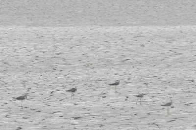 SandP. Yellowlegs Craney Is 081912 a.JPG