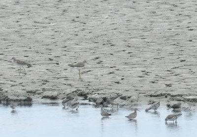 SandP. Yellowlegs Craney Is 081912 c.JPG