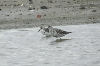 SandP Western and Stilt Craney Is 081912.JPG