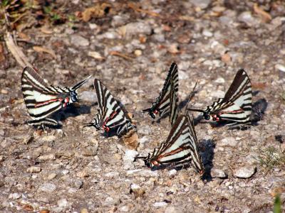 Zebra Swallowtails, Dismal Swamp VA