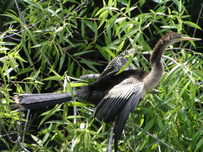 Cormorant Anhinga Everglades 4/05.JPG