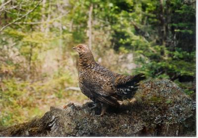 2. Grouse, Quail, Pigeon, Dove