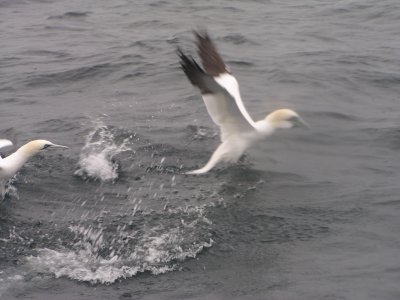 Gannet Pelagic Norf.Cn 1-06.JPG