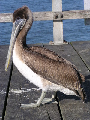 Pelican, Brown Im CBBT VA 03.JPG