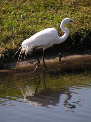 Heron, Egret, Gr MB 05.JPG