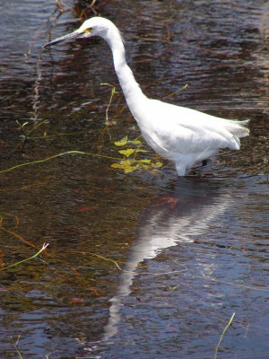 Heron, Egret, Snowy Sanibel Fl 05.JPG