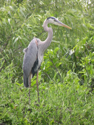 Heron, Gr Blue Heron Evergl Fl 05.JPG