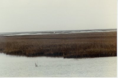 Heron, Whooping Crane Galveston.jpg