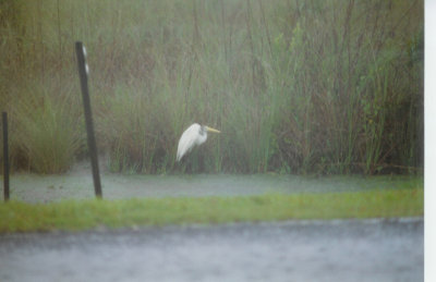 Heron, Wurdemann's Everglades 6-97.jpg