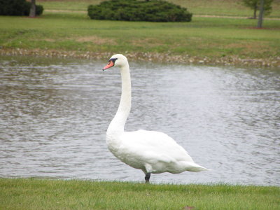 Duck Swan, Mute FW In 05.JPG