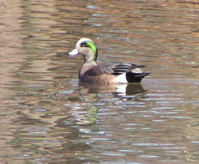 Duck Widgeon, Am Hampton VA 06.JPG