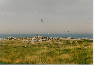 Tern, Arctic Machias Seal IS.jpg