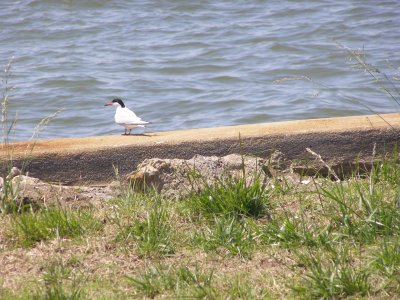 Tern, forster VAH Hampton 06 .JPG