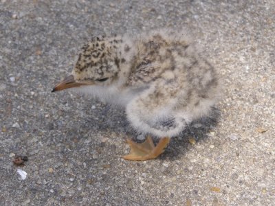 Tern, Least Chick VAH Hampton .JPG