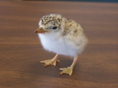 Tern, Least chick VAH Hampton 6-06.JPG