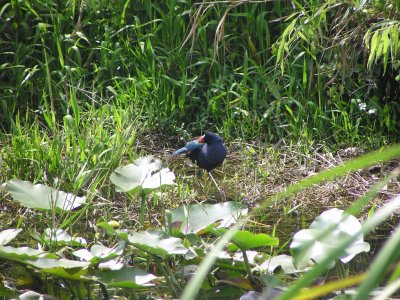 Coot, gallinule Ding Darling FL 3-05.JPG