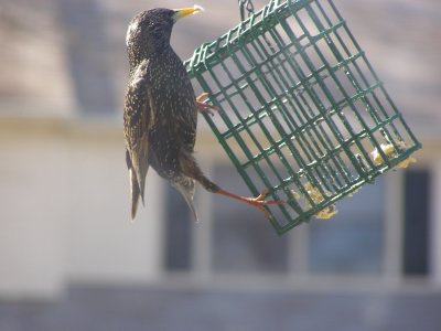 Starling Hampton VA.JPG