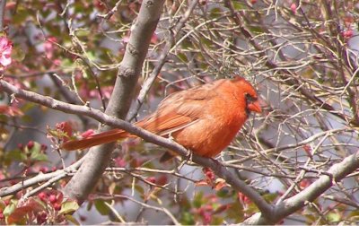 Cardinal, VA 3-06.JPG