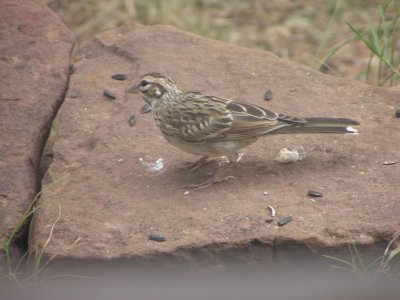 Sparrow Lark Palo Duro Tx .JPG