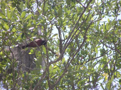 Oriole, Orchard  Francis Marion NF Sc.JPG