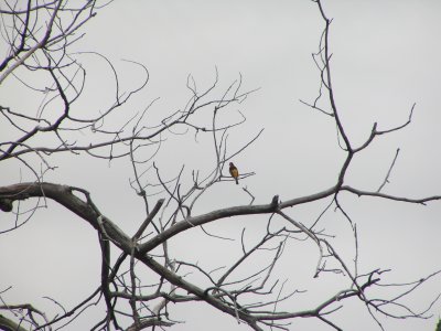 Oriole, bullocks Palo Duro Tx 7/05.JPG