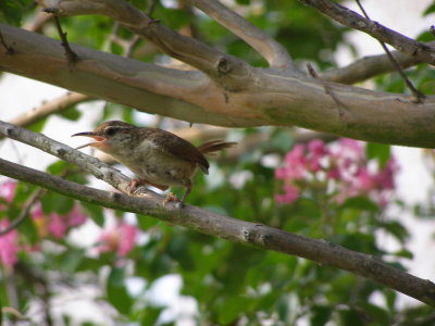 Wren, Carolina VAH Hampton a.JPG