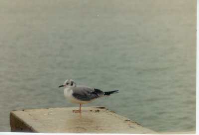 Gull, Bonapartes Rockport Tx 86.jpg