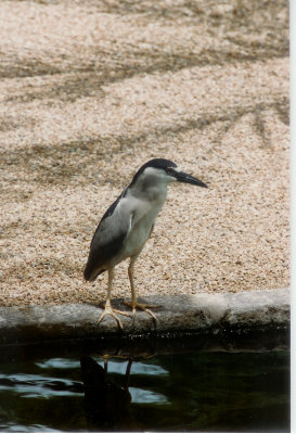 Heron, Nightheron Black Cr Houston zoo 86.jpg