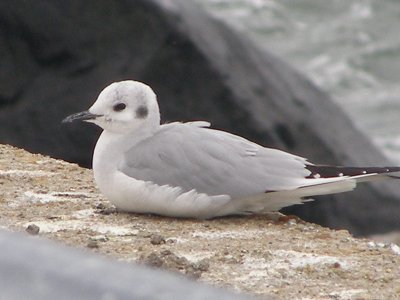 Gull, Bonebarts CBBT 1-08.JPG