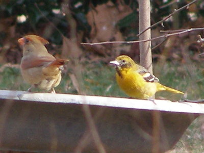 Oriole Orchard Will. VA 1-08 b.JPG