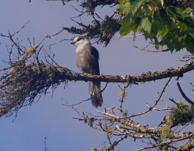 Jay Gray 07 Bloomingdale Bog NY 1.JPG